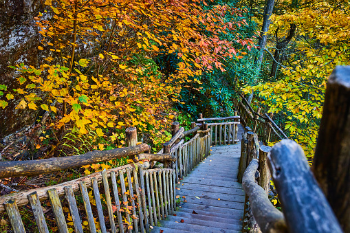 Image of Fall foliage surrounds wood boardwalk hiking trail steps down into forest