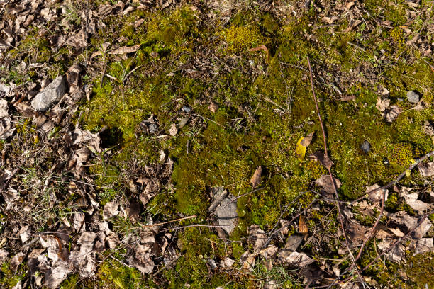 istock foliage that fell to the ground during leaf fall 1488662725