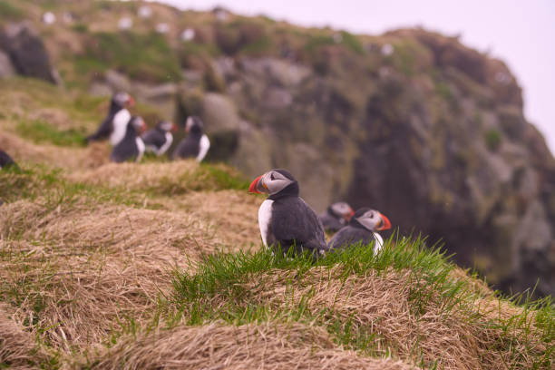 istock isolated puffins in Iceland 1488662778