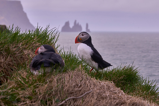 isolated puffins in Iceland clif called Dyrholaey