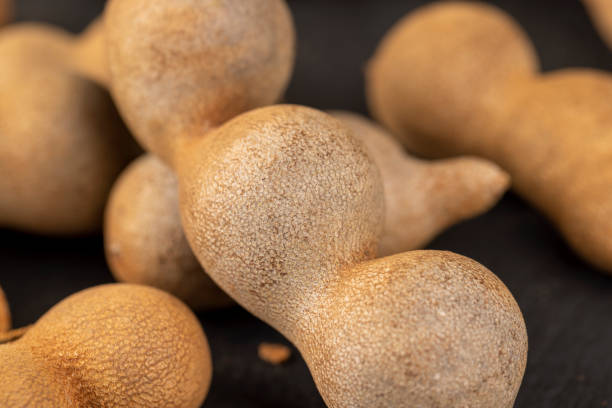 istock long ripe tamarind pods close up 1488662930
