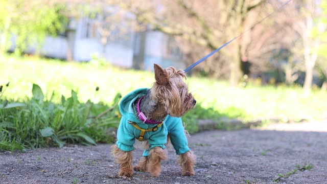 Yorkshire terrier in a suit for a walk.
