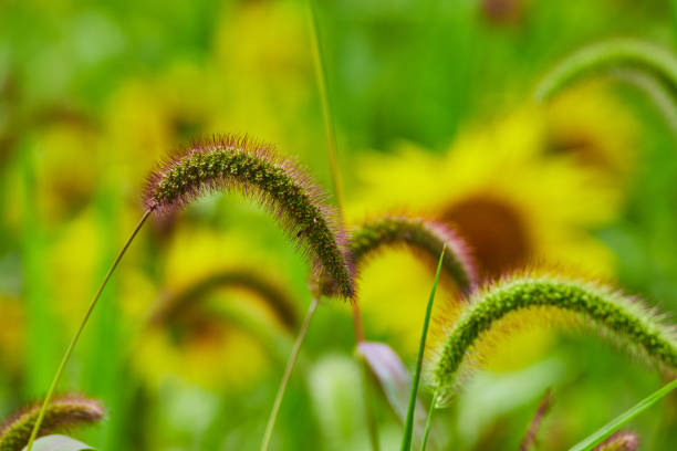 Image of Grasses in fields with soft sunflowers behind