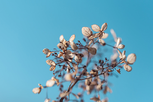 Faded Hydrangea (Hortensia) flowers on clear blue sky background