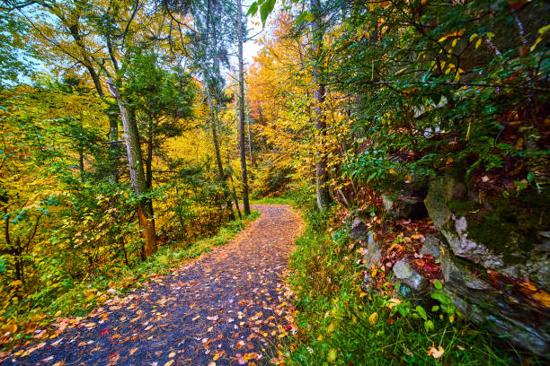 Image of Hiking path in forest during peak fall and covered in leaves