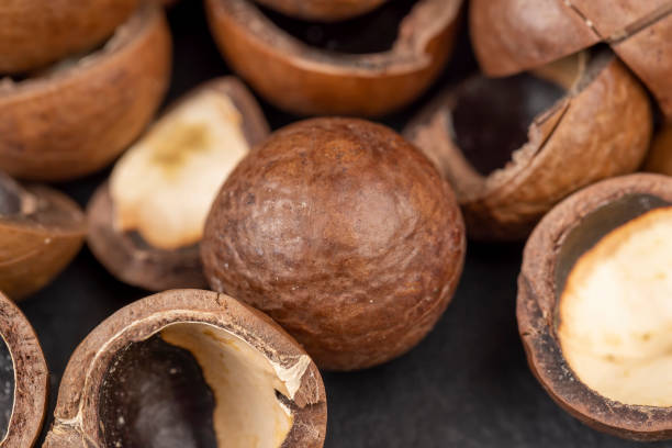 istock A bunch of ripe macadamia nuts in a hard shell 1488664473
