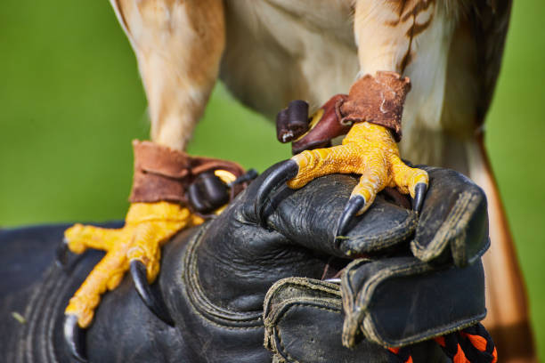 istock Intense and sharp claws on Broad-winged Hawk resting on leather glove.jpg 1488664478
