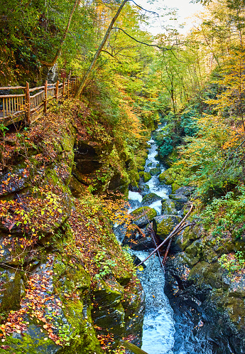 Image of Large valley with boardwalk along leaf-covered cliffs and river filled with mossy rocks