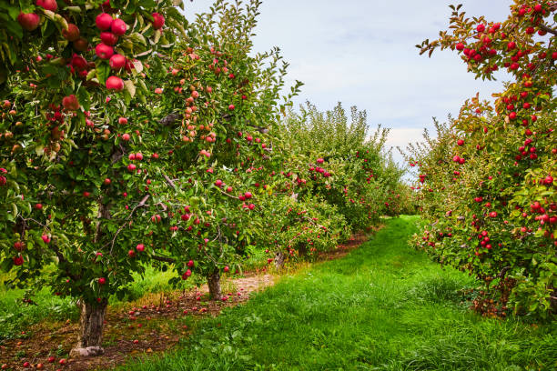 blick auf reihen von apfelbäumen auf dem obstgartenhof.jpg - spring tree orchard forest stock-fotos und bilder