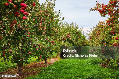 istock Looking down rows of apple trees in orchard farm.jpg 1488664923