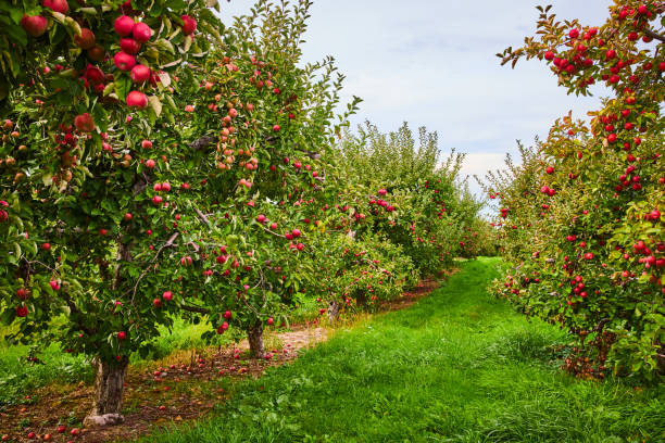 olhando para baixo fileiras de macieiras na fazenda de pomares.jpg - apple orchard - fotografias e filmes do acervo