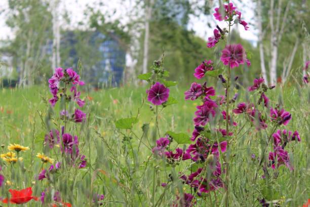 istock Purple flowers 1488665054