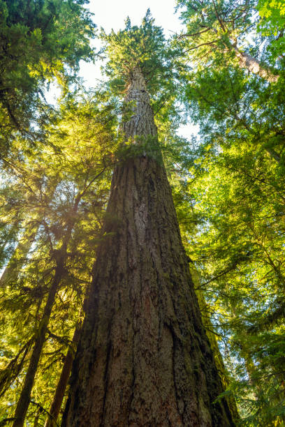 Highest Douglas Fir (Pseudotsuga menziesii) in Cathedral Grove, Macmillan Provincial Park, Vancouver Island, Canada.