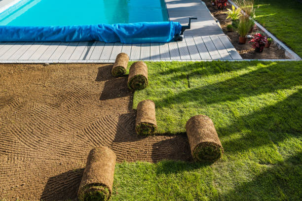 istock Garden Poolside Natural Grass Turfs Reinstallation During Spring Time 1488665945