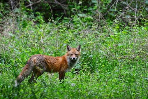 Female Red Fox standing in brush looking towards the camera