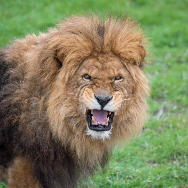 istock Male Lion Looking at Camera 1488666453