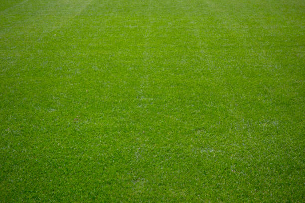 istock Green soccer grass field 1488666529
