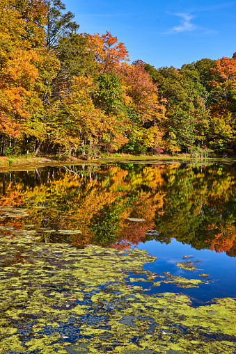 Image of Pond with algae reflecting fall forest around edge