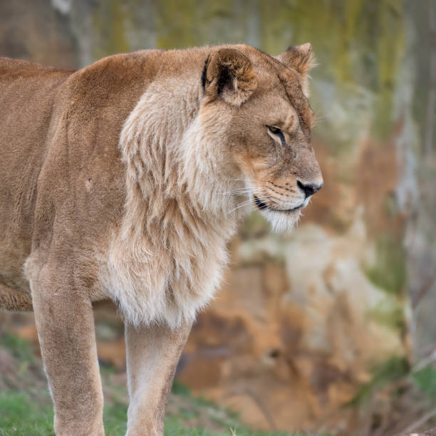 istock Female Lion Standing on Grass 1488666630