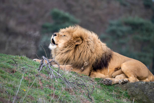 istock Male Lion Growling 1488667339