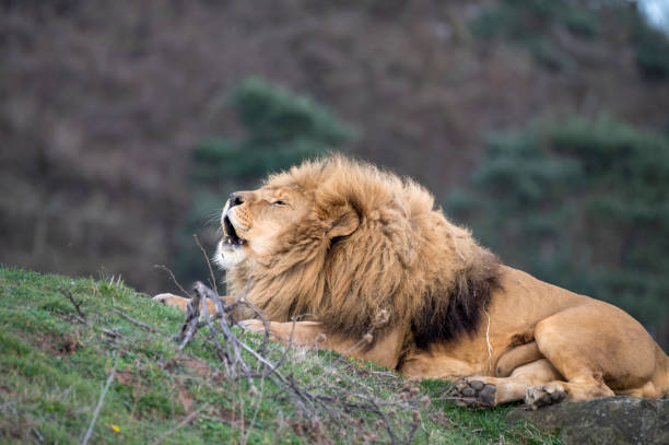 istock Male Lion Growling 1488667389