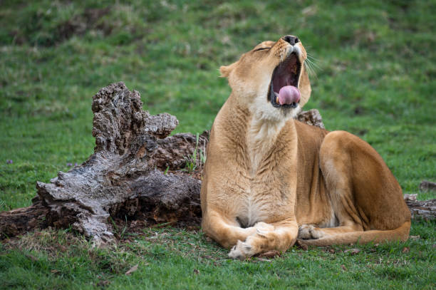 istock Female lion Yawning 1488667488