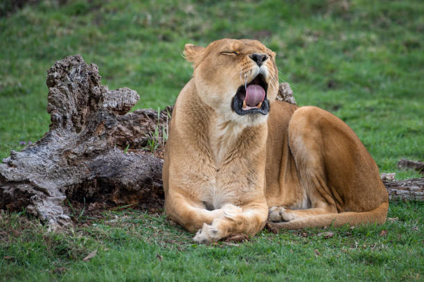 istock Female lion Yawning 1488667507