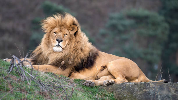 istock Male lion Resting on Grass 1488667576