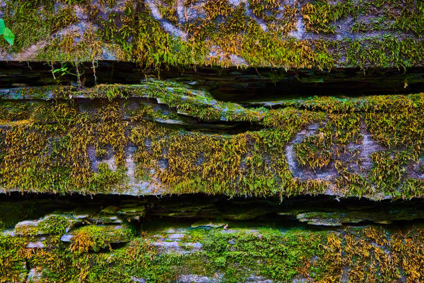 istock Stone wall with cracks texture and covered in moss.jpg 1488667703