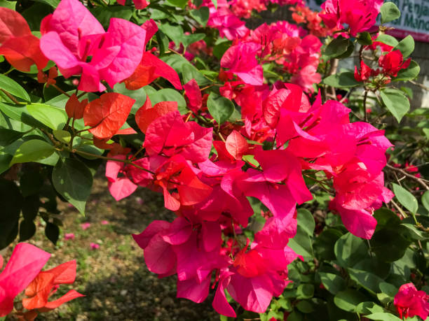 istock beautiful pink flowers blooming 1488667966