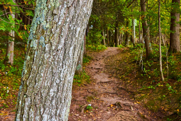 Forest Trail in the Great North Woods in Voyageurs National Park in Minnesota