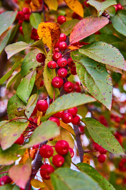 istock Up close to fall tree branch covered in small red berries.jpg 1488668866