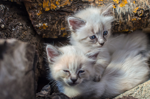 Portrait of Two Adorable Sibling Kittens