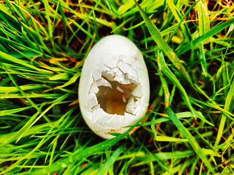 An egg in the field, from which new life - a baby bird - has recently hatched.