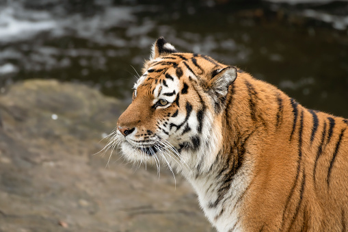 Bengal Tiger surveys its territory.