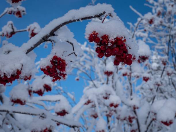istock berries are covered with snow and sitting in the trees behind 1488669395