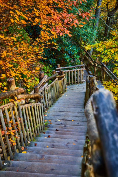 istock Wood boardwalk stairs leading down through peak fall foliage forest.jpg 1488670126