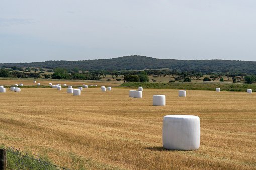 Straw bales wrapped in white packaging, in the fields of Alentejo, Portugal under a scorching sun.