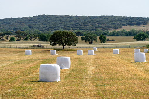 Straw bales wrapped in white packaging, in the fields of Alentejo, Portugal under a scorching sun.