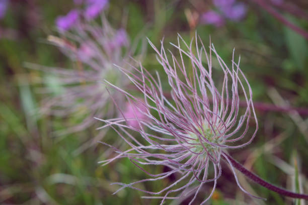 istock fuchsia and green wild flowers with filaments 1488672287