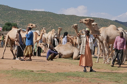 Babile, Ethiopia – 11.03.022: traders buy and sell camels in the camel market near Somalia