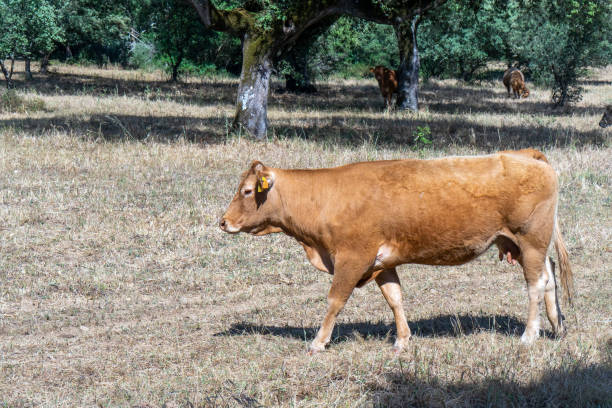 istock Brown cows and calves grazing on dry pastures 1488678040