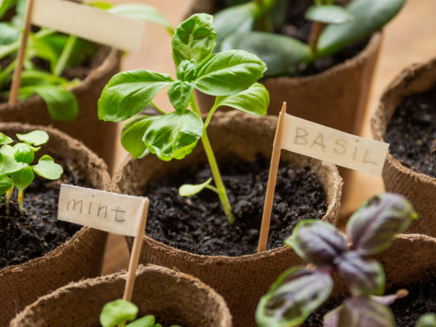 istock Basil and mint seedlings in biodegradable pots on wooden table. Germination plants in peat pots. Preparation for horticultural season. Agriculture at spring. 1488678059