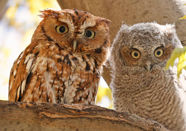istock Eastern screech owl mother and baby perched on a tree branches 1488678716