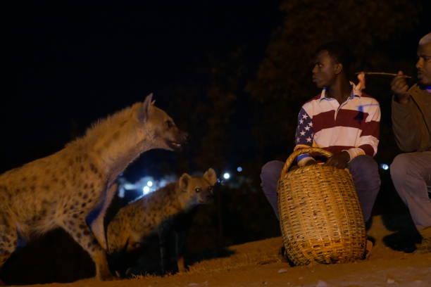 Harar, Ethiopia – 11.04.2022: local hyena man feeds wild hyenas rotting meat outside the ancient walled city stock photo