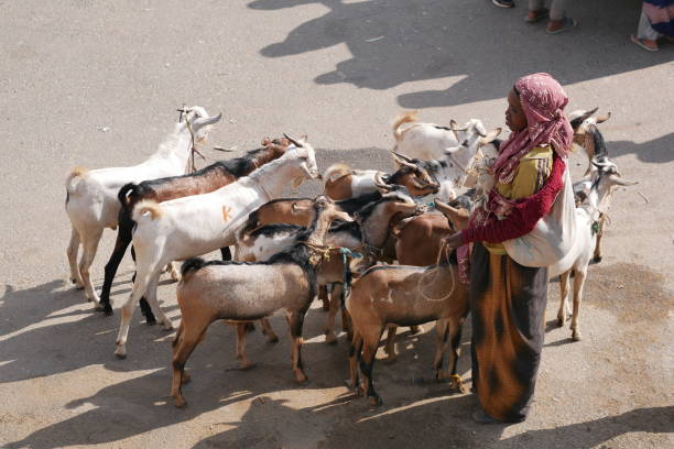 Harari woman herds her goats stock photo