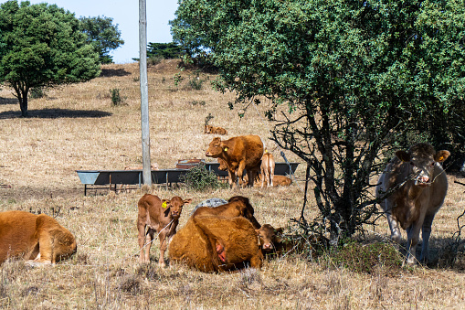 Brown cows and calves grazing on dry pastures in the Alentejo under a scorching sun.