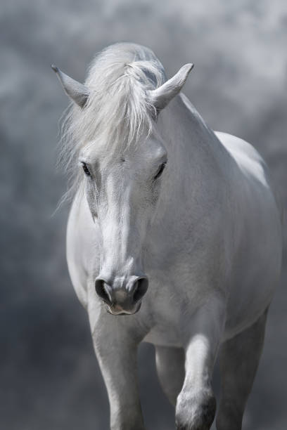 istock White arabian horse portrait 1488680293