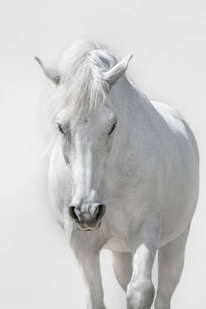 istock White horse in high key close up 1488680295