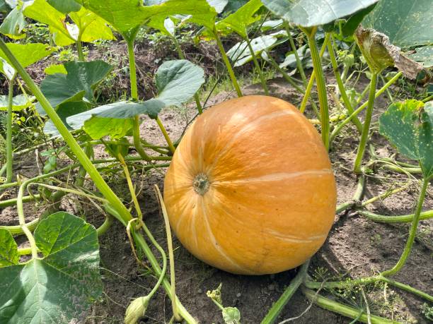 istock orange pumpkin grows in the garden close-up 1488681323